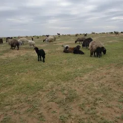 Andkhoy Bazaar - Andkhōy