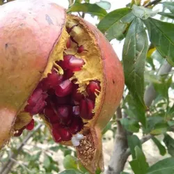 Peche River Valley - Asadabad