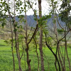 Nearby Villages - Asmar