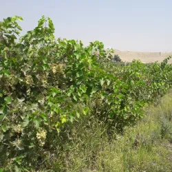 Bagrami Agricultural Fields - Bagrami