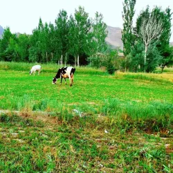 Logar River - Baraki Barak