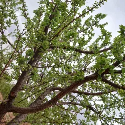 Helmand River - Farah