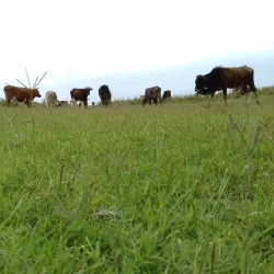 Jowzjan Province Rural Villages - Qarqin