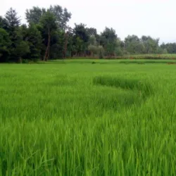 Qarqin Bazaar - Qarqin