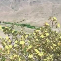 Deh Rawood - Uruzgan