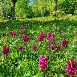 Norragården Nature Reserve - Mariehamn