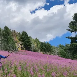 Dobërdol Village - Bajram Curri