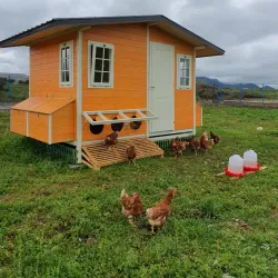 Koplik Town Center - Koplik