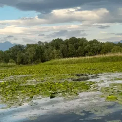 Lake Shkodra (Shkodër Lake) - Koplik