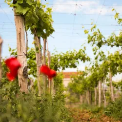 Traditional Villages Around Koplik - Koplik