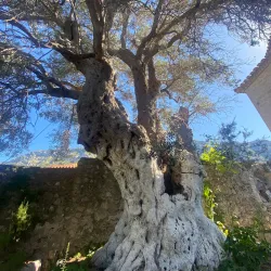 Teqe of Dollme - Kruje