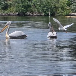 Divjakë-Karavasta National Park (near Lushnje) - Lushnje