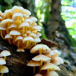 Bredhi i Hotovës National Park - Memaliaj