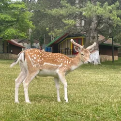 Llogara National Park - Orikum