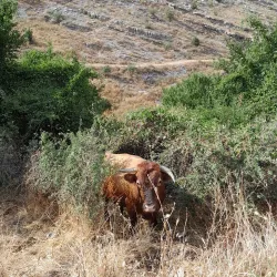 Qafa e Muzinës Pass - Permet