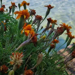 Lin Village and Ancient Ruins - Pogradec