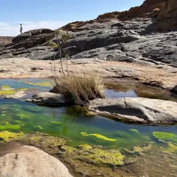 Desert Wildlife Observation - Abalessa