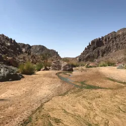 Desert Wildlife Observation - Abalessa