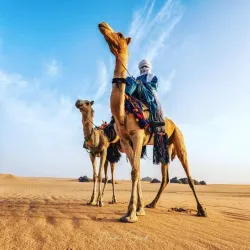 Desert Wildlife Observation - Abalessa