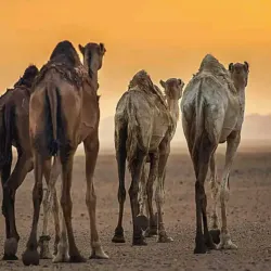Desert Wildlife Observation - Abalessa