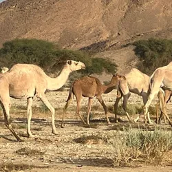 Desert Wildlife Observation - Abalessa
