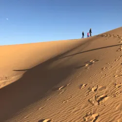 Desert Wildlife Observation - Abalessa