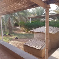 Palm Groves of Adrar - Adrar