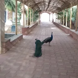 Palm Groves of Adrar - Adrar