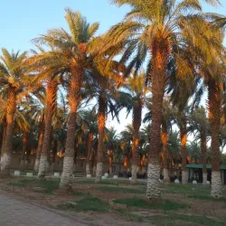 Palm Groves of Adrar - Adrar