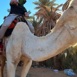 Taghit Oasis - Adrar