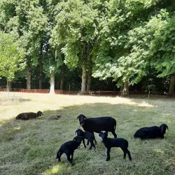 Tamentit Ruins - Adrar