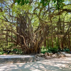 Jardin d'Essai du Hamma - Algiers