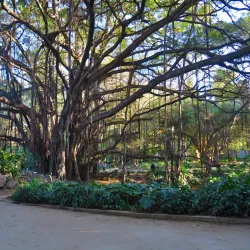 Jardin d'Essai du Hamma - Algiers