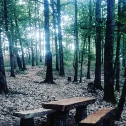 Ait Zikki Forest - Azazga