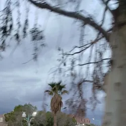 Tolga Palm Groves - Biskra