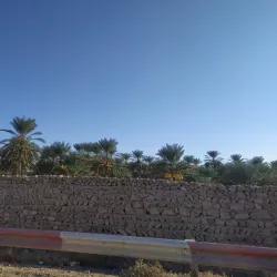 Tolga Palm Groves - Biskra