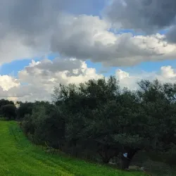 Souk El Had Market - Bordj Bou Arreridj