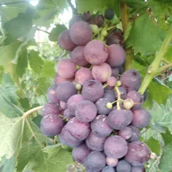 Bordj Menaiel - Boumerdes