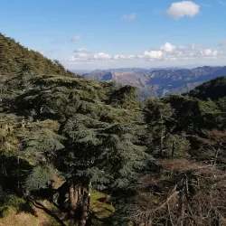 Chrea National Park - Boumerdes