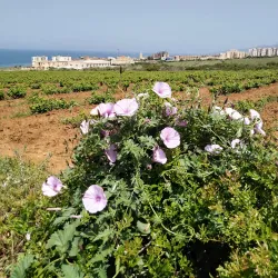 Sidi Abderrahmane Mosque - Chlef