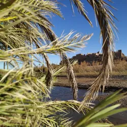 Oued Guir Oasis - El Bayadh
