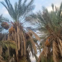 Oued Guir Oasis - El Bayadh