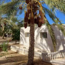 El Oued Palm Groves - El Oued