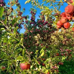 Aurès Mountains - Khenchela