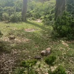 Cedar Forests - Lakhdaria