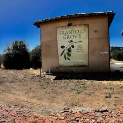 Local Olive Groves and Vineyards - Mascara