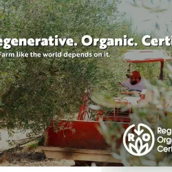 Local Olive Groves and Vineyards - Mascara