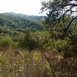 Sidi Ali Bounab Forest - Medea