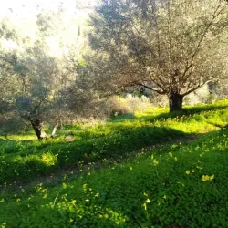 Sidi Ali Bounab Forest - Medea