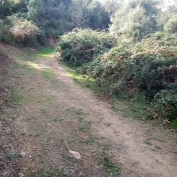 Sidi Ali Bounab Forest - Medea